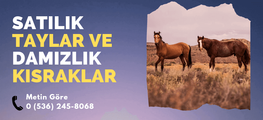 Satılık Kısraklar