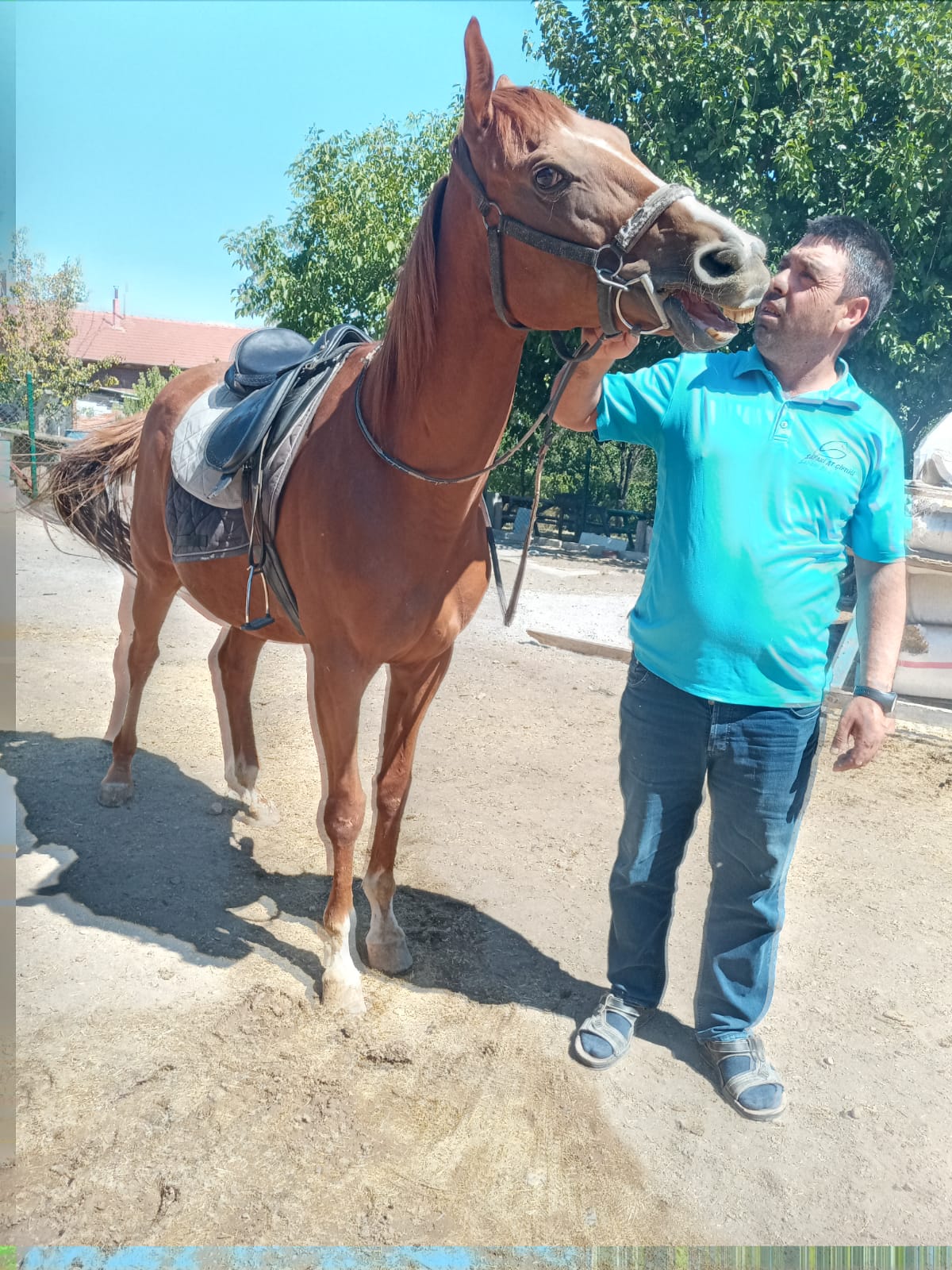 İyi huylu Arap atı