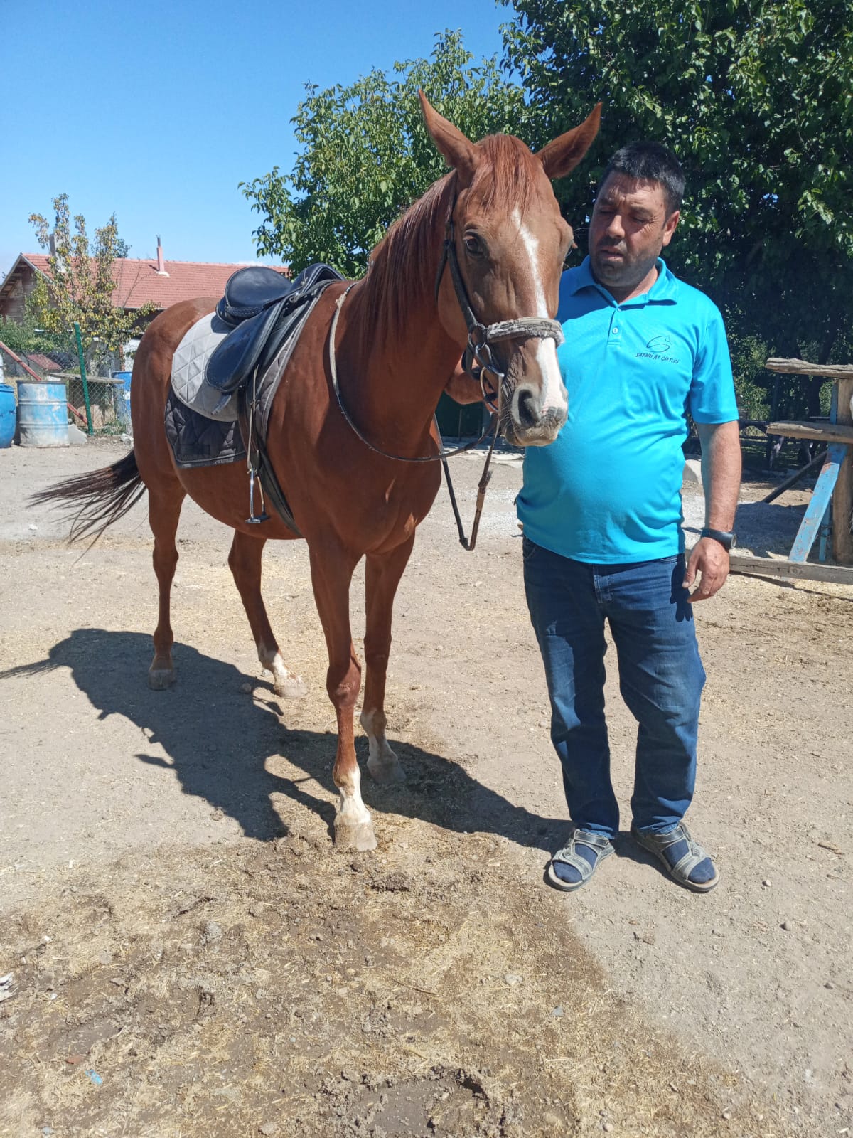 İyi huylu Arap atı