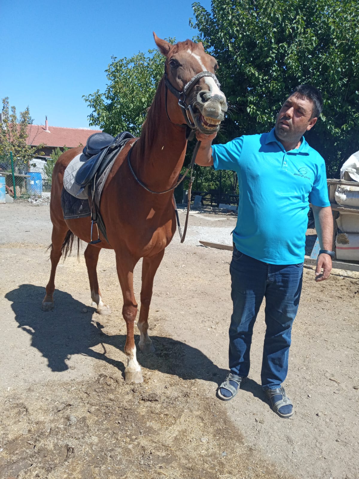 İyi huylu Arap atı