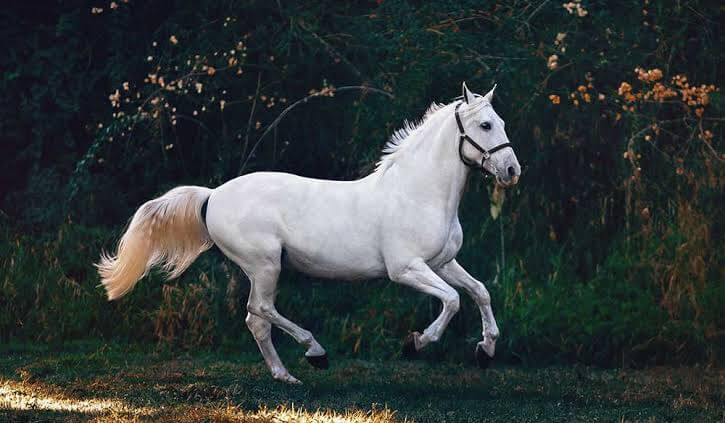 Beyaz dişi binek at