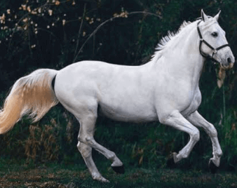 Beyaz dişi binek at