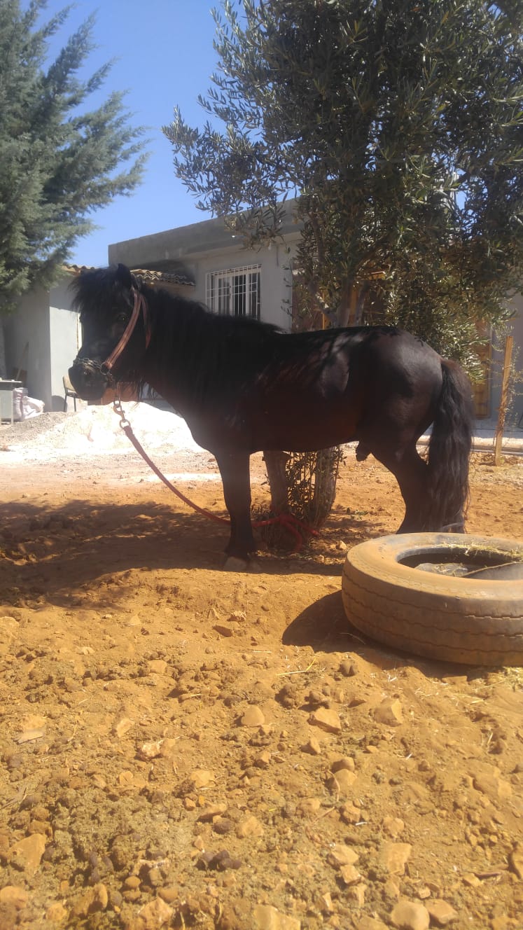 sahibinden kısırlaştırımış binek pony shetland