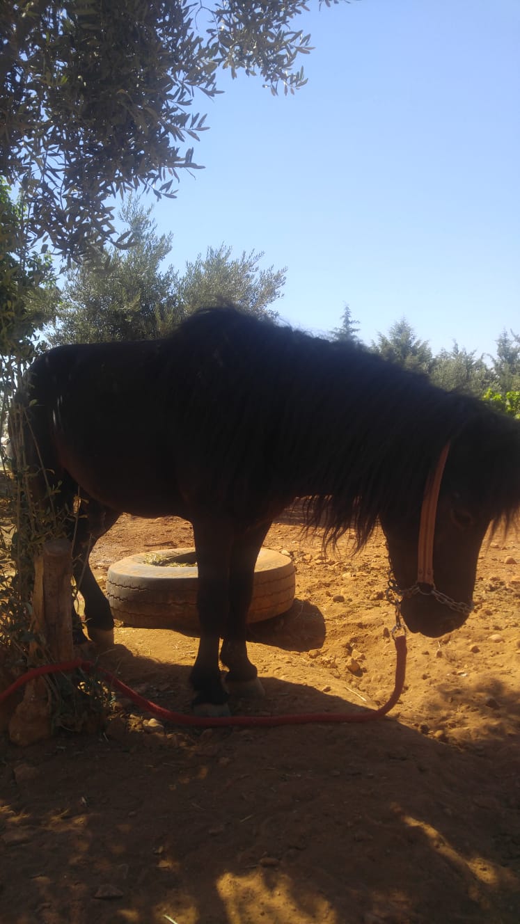 sahibinden kısırlaştırımış binek pony shetland