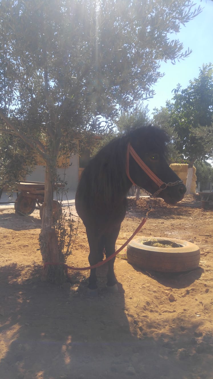 sahibinden kısırlaştırımış binek pony shetland