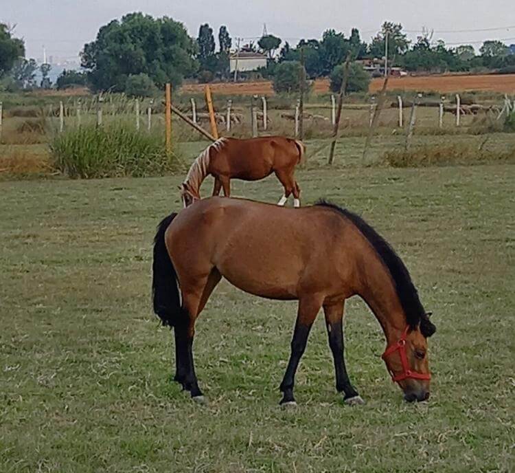 Macar Avrupa Pony satışta