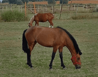 Macar Avrupa Pony satışta