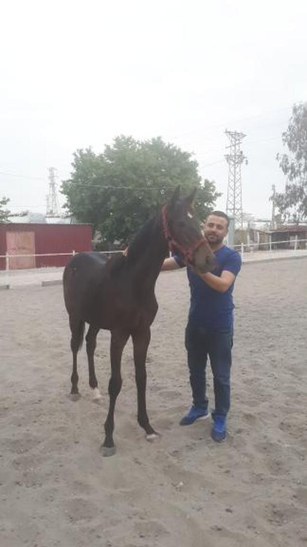 satılık 2018 doğumlu ingiliz tayı