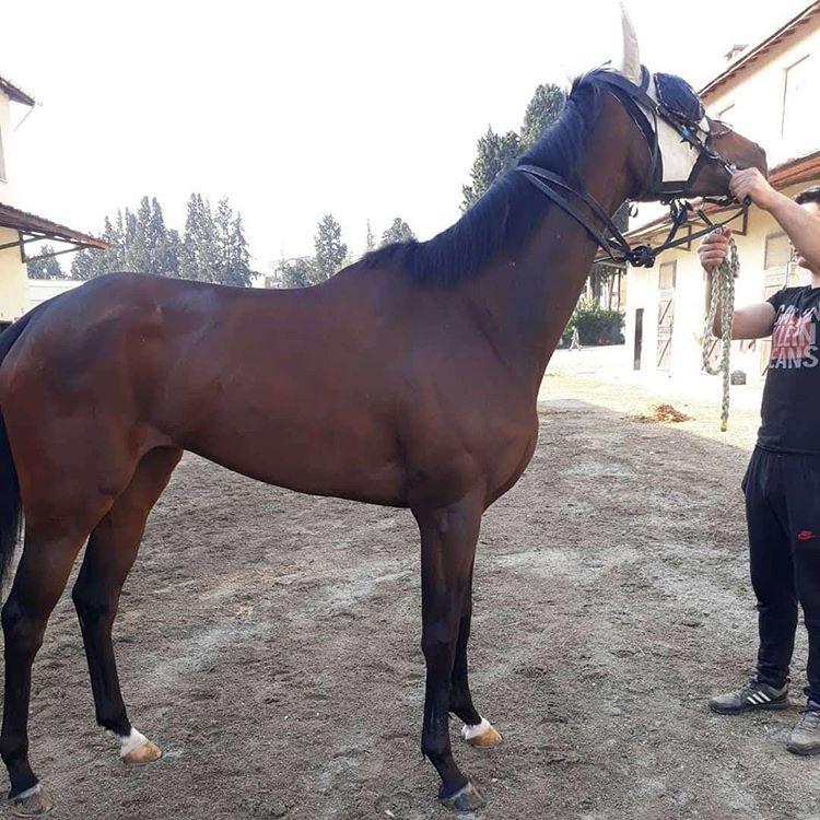 satılık koşar durumda ingiliz atı turknur