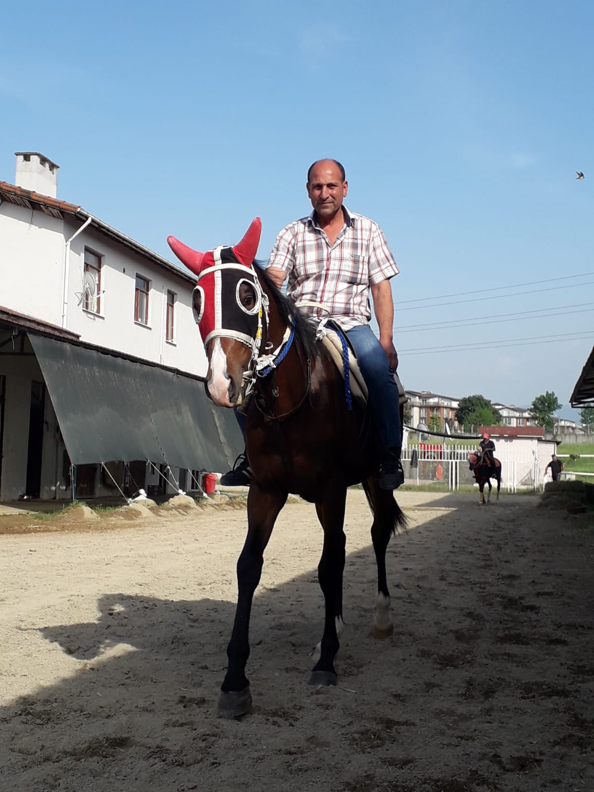 satılık 2 yaşlı ingiliz tayı