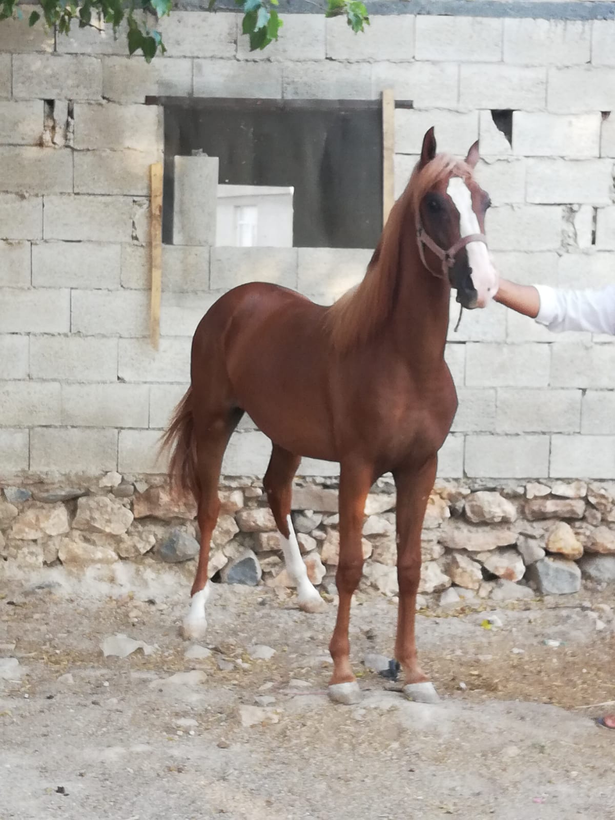 2 yaşında satılık arap tayı