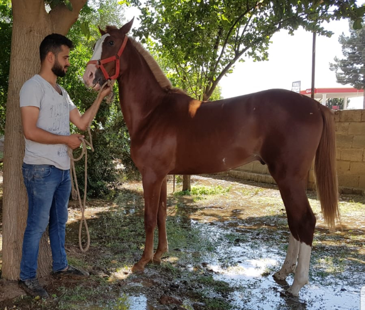 tüm veteriner kontrolerine açık 1 yaşlı erkek arap tay