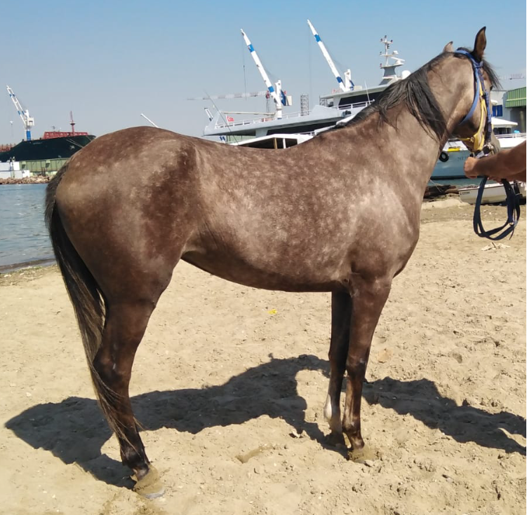 Satılık 4 yaşında UFUKBİR-MATRA.76 Arap Dişi at