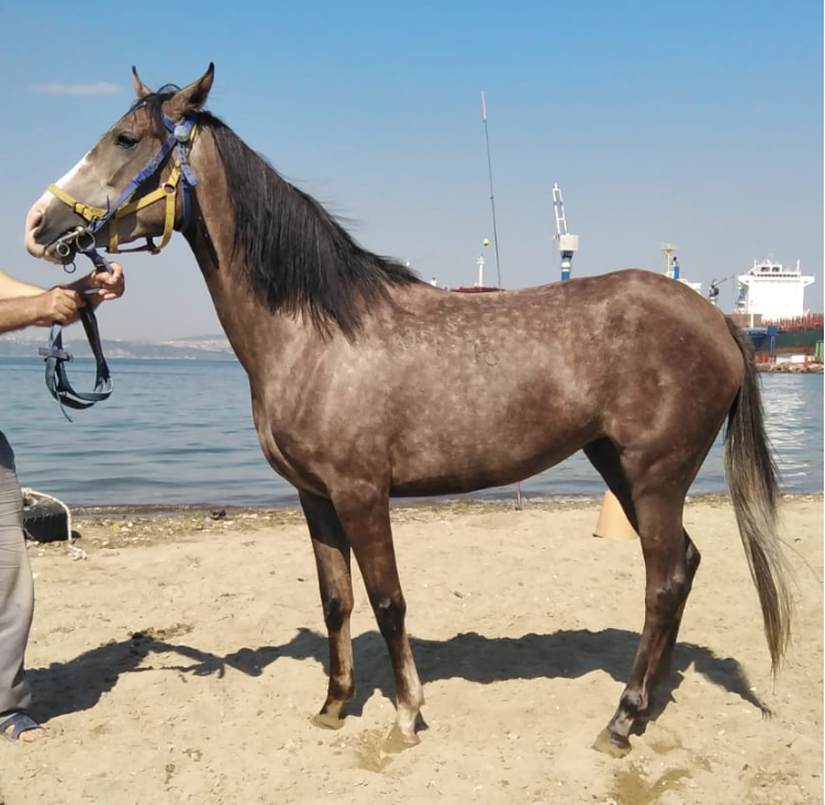 Satılık 4 yaşında UFUKBİR-MATRA.76 Arap Dişi at