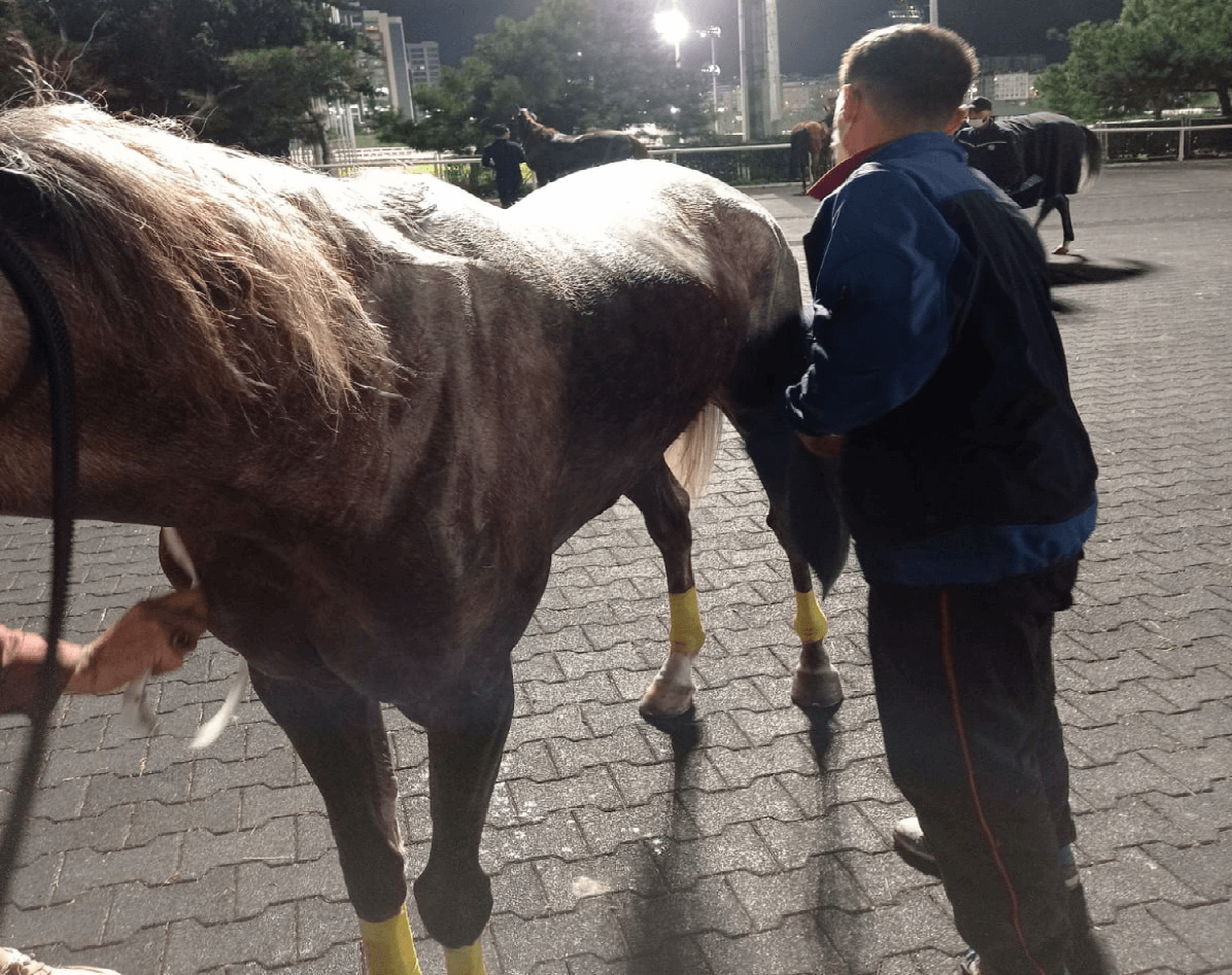 Yarısı peşin yarısı kazan öde Koşar durumda satılık yarış atı