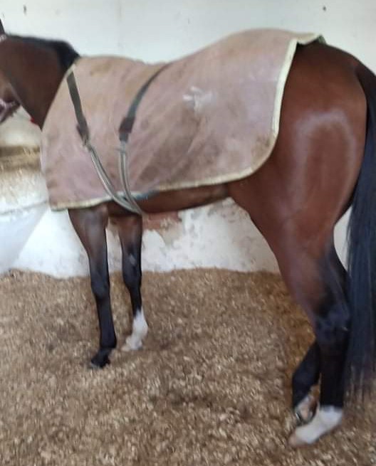 Adana koşar durumda satılık ingiliz atı