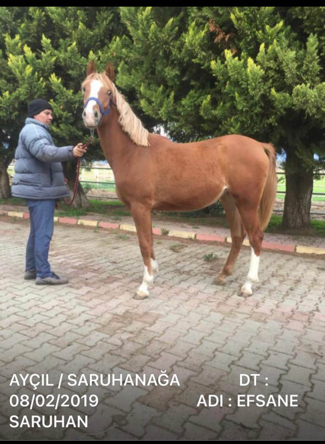 Satılık 2 yaşlı dişi Arap tayı