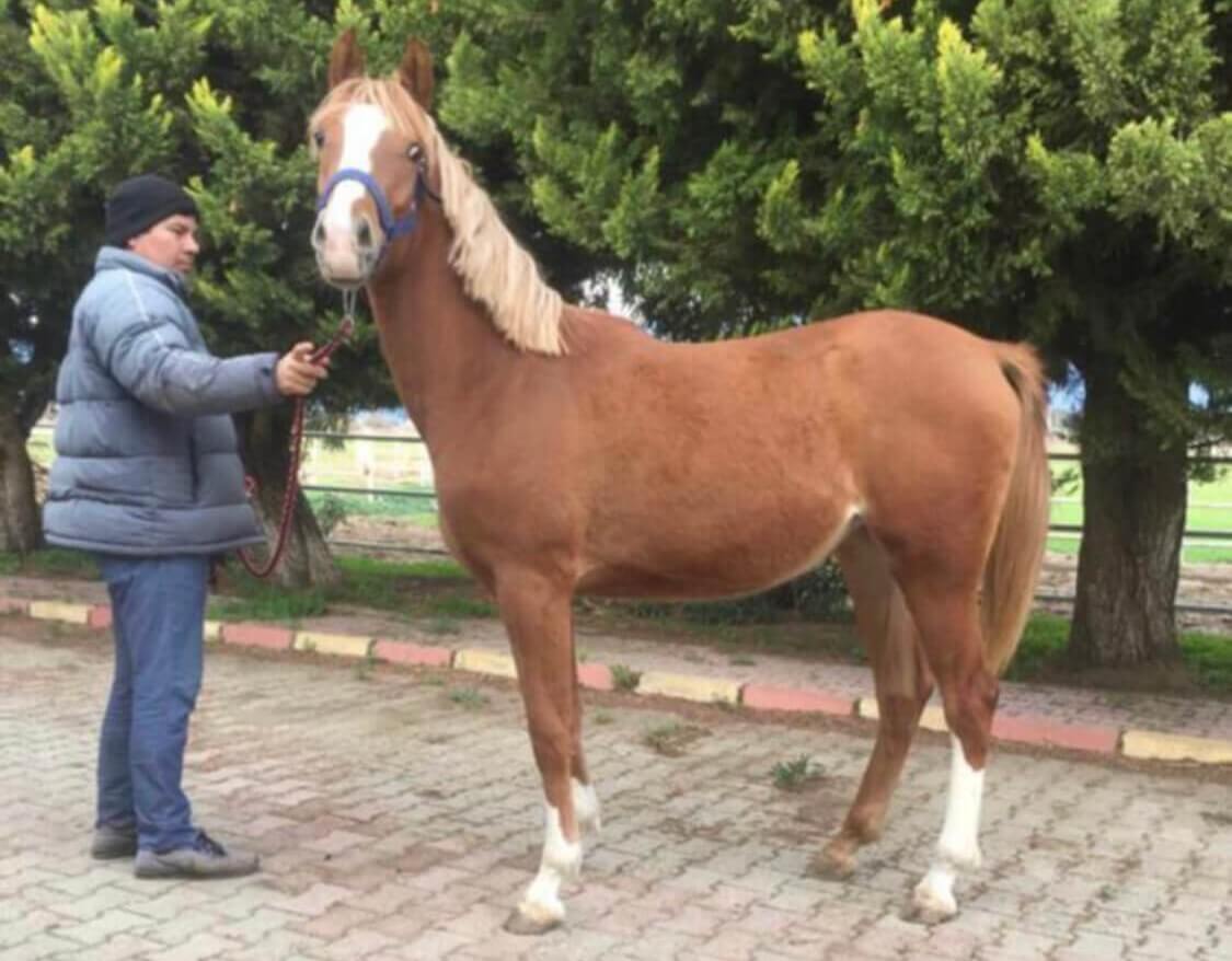 Satılık 2 yaşlı dişi Arap tayı