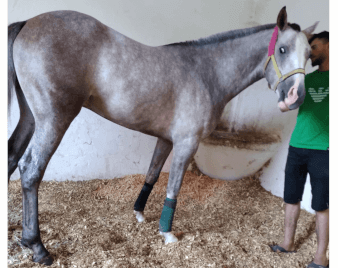 Koşar durumda Arap Erkek atı