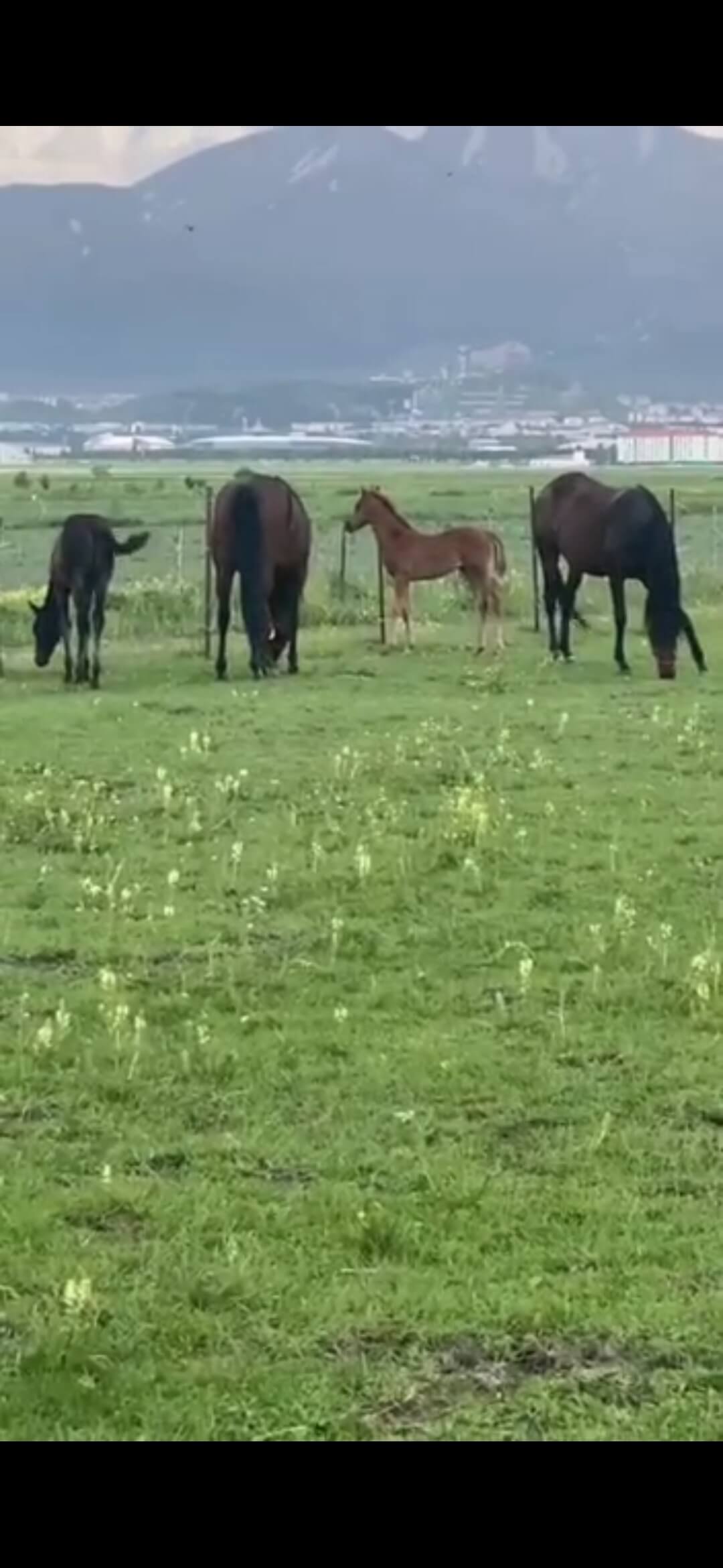 Satılık Paket Kısrak ve Taylar